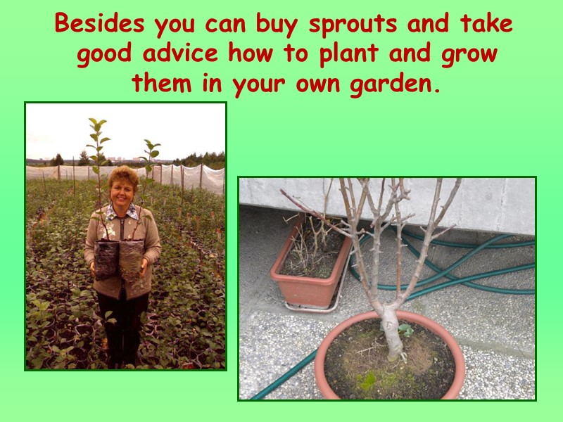 Besides you can buy sprouts and take good advice how to plant and grow